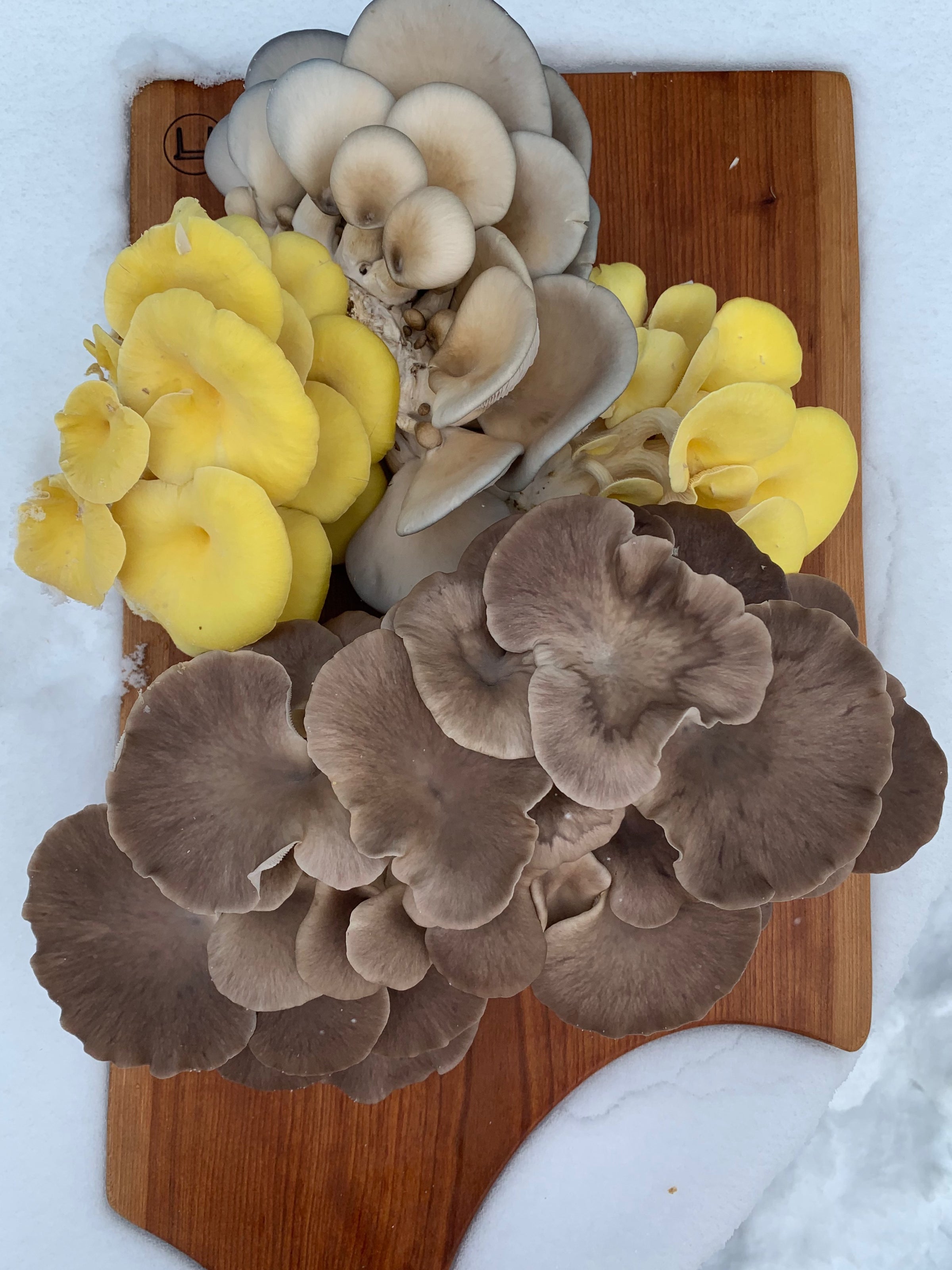 Fresh Straw Mushrooms, At the Graham Street Market in Hong …